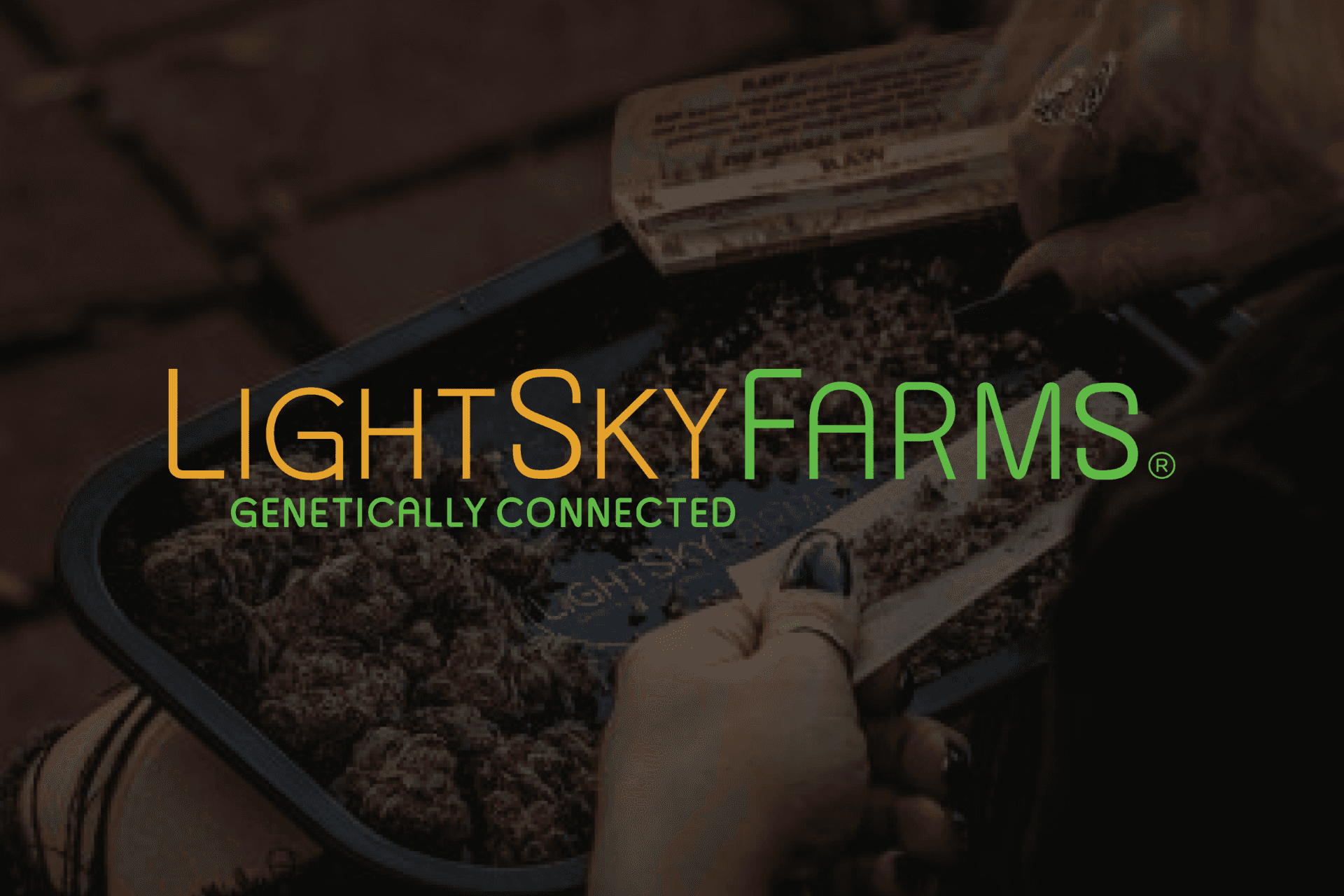 LightSky Farms Prima Pie #2