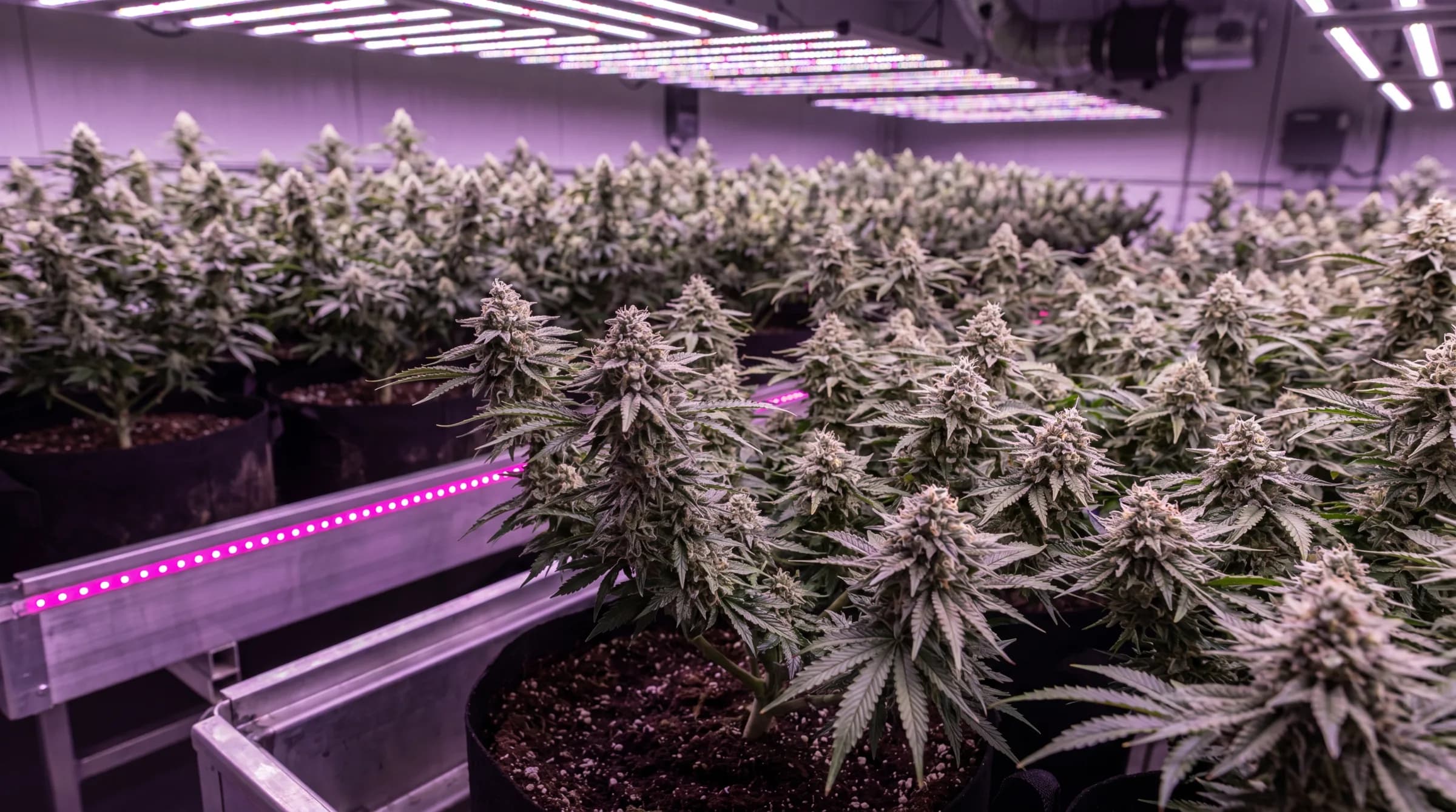 Flowering cannabis plants under LED grow lights